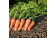 Купар F1 - морква, 100 000 насіння (2,0-2,2 мм), Bejo Голландія фото, цiна